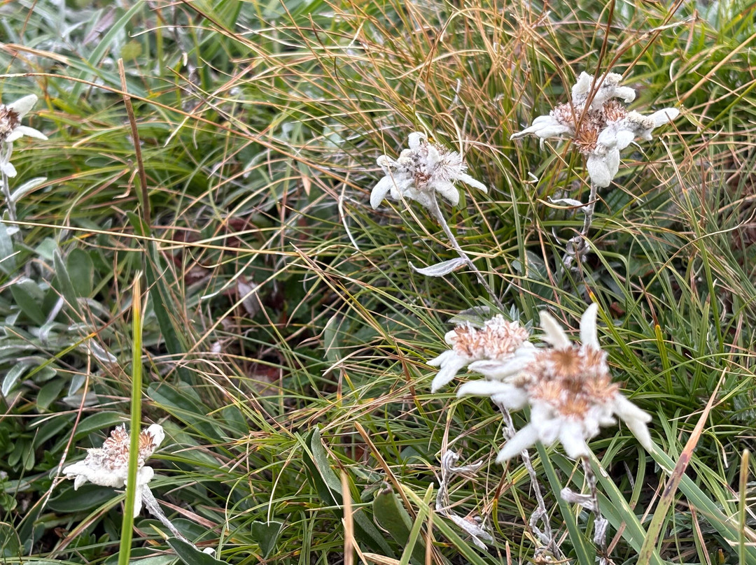 Nationalpark Hohe Tauern-林兹必去景点