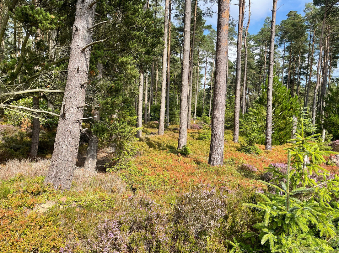 Thrunton Woods-Northumberland National Park必去景点