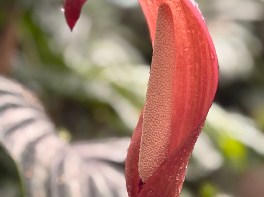 Botanical Garden-布拉迪斯拉发必去景点