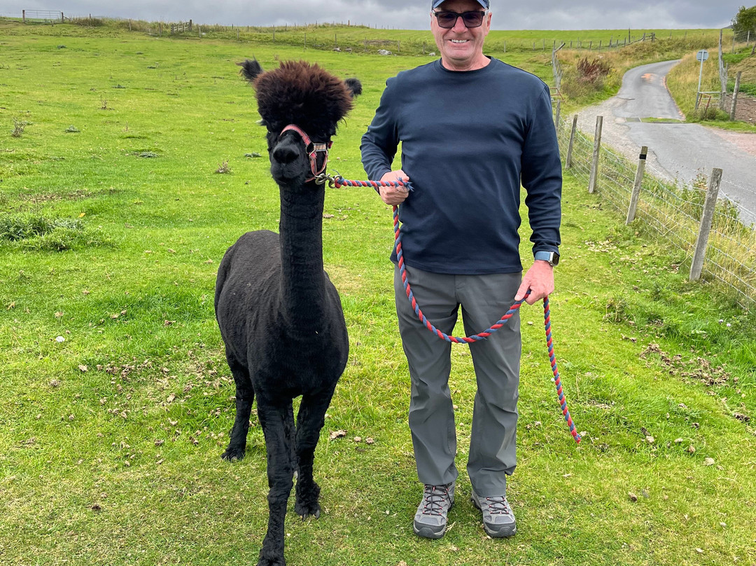 Cairngorm Alpacas-Newtonmore必去景点