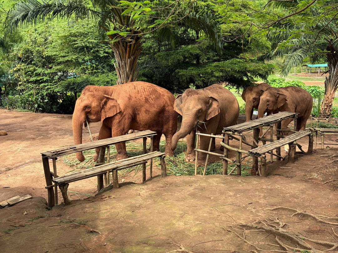 Elephant Steps Chiang Rai-清莱必去景点
