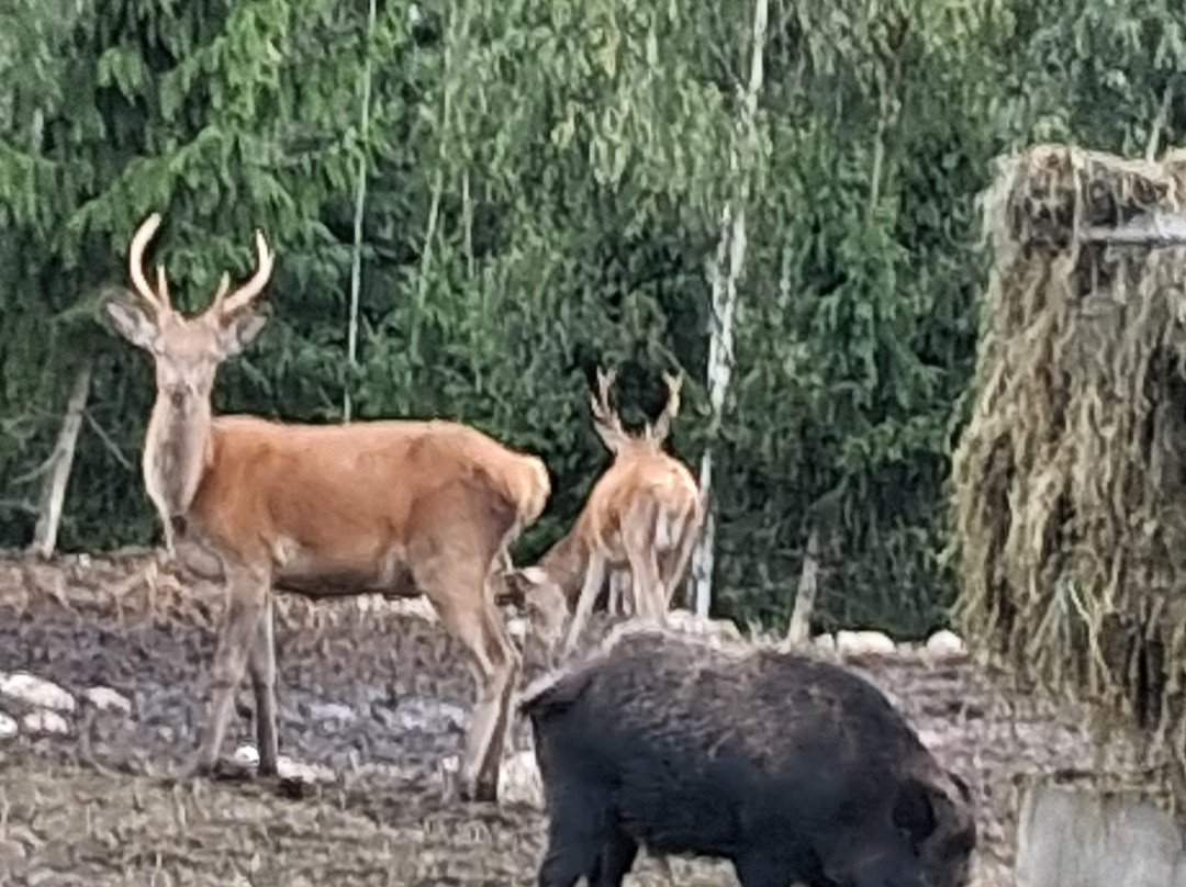 Kosta Safaripark-Kosta必去景点