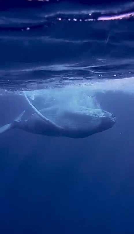 Mobydick Tahiti-Paea必去景点