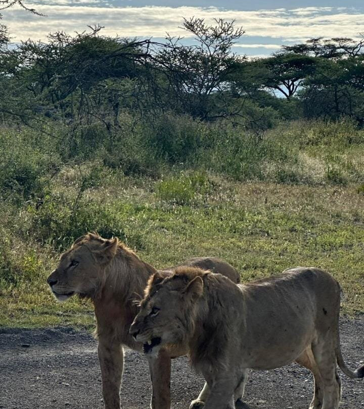Northern Masailand Safaris-阿鲁沙必去景点