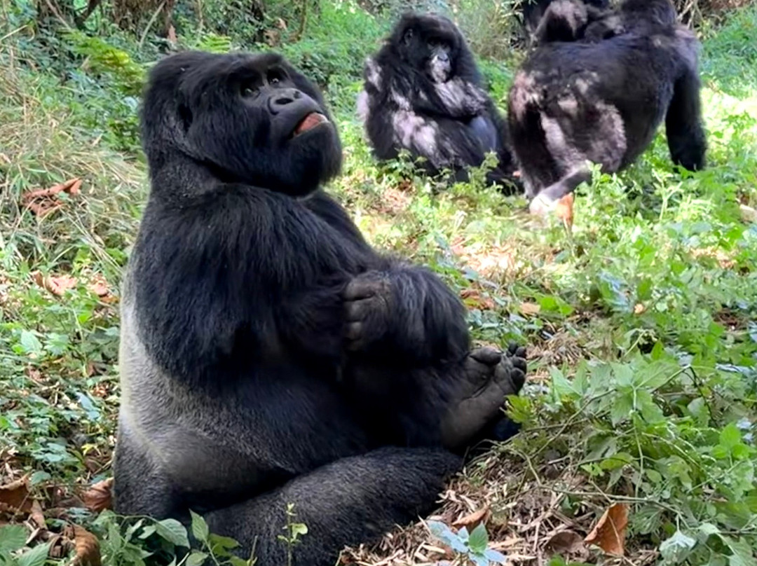 Virunga Gorilla Tours and Eco Safaris-Kisoro必去景点
