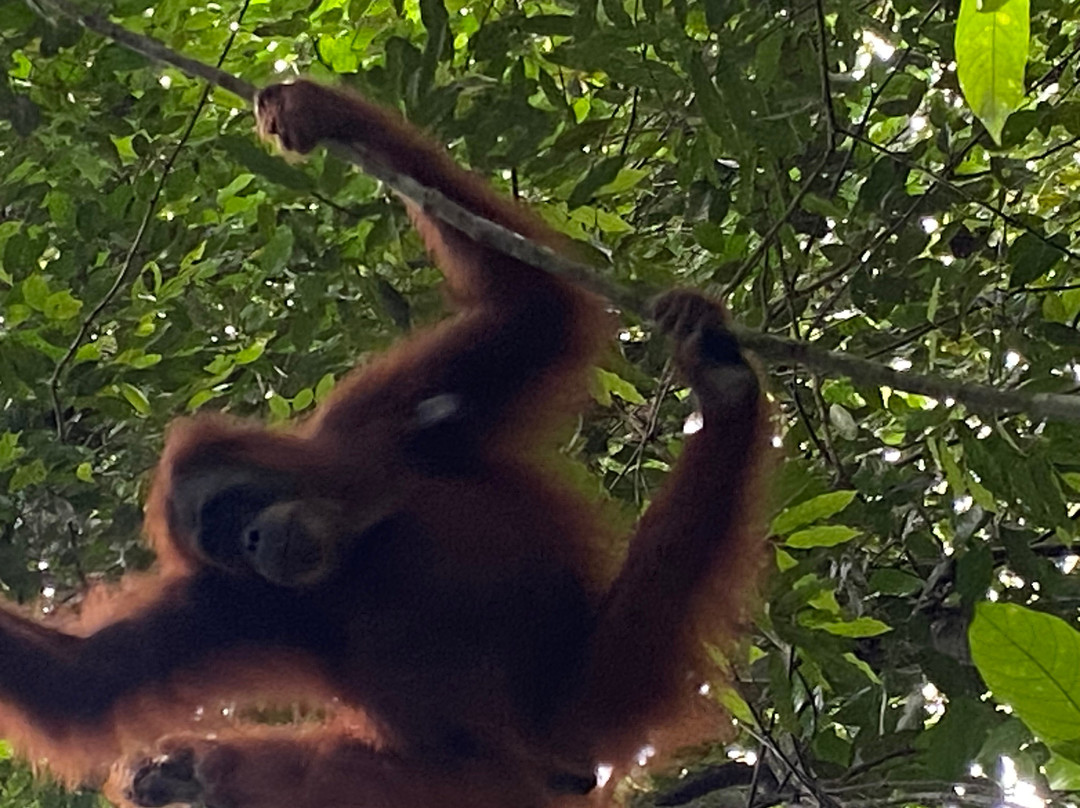 Bukit Lawang Jungle Trekking-武吉拉旺必去景点