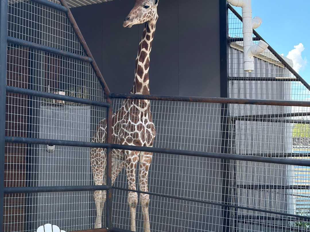 Giraffe Winery at Grapetown Vineyard-弗雷德里克斯堡必去景点