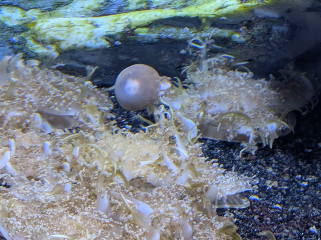 Sea Life Scarborough-斯卡伯勒必去景点