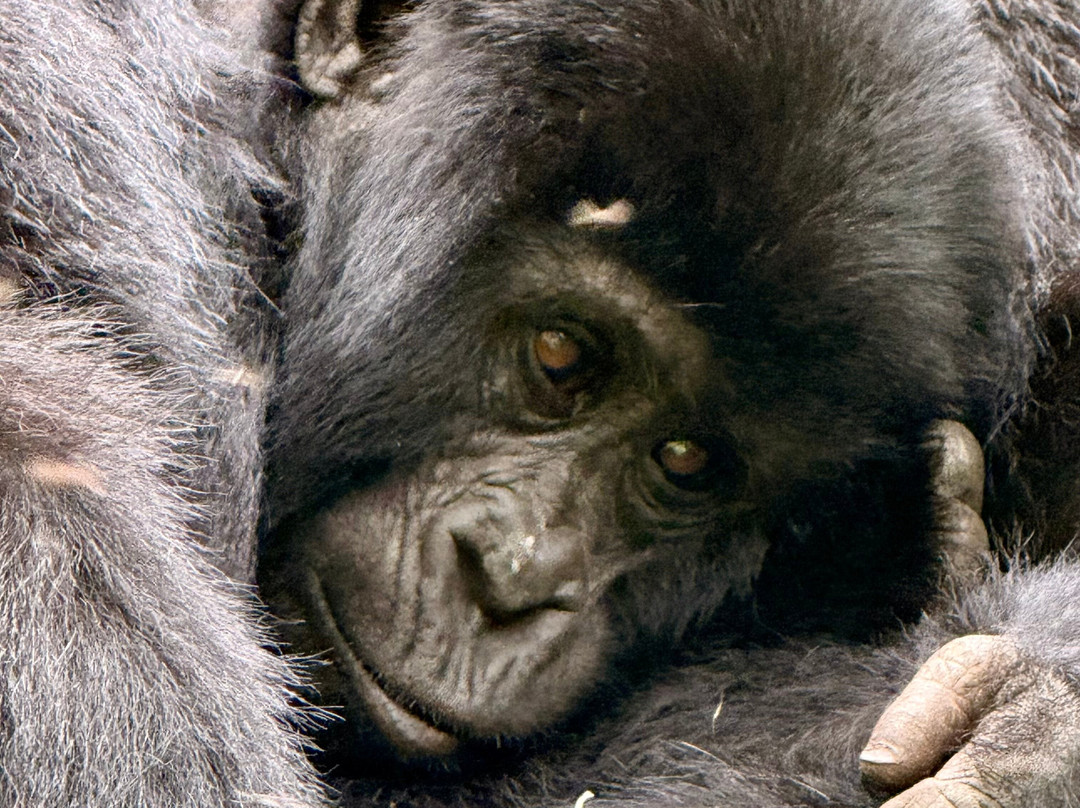 Gorilla Bookings-坎帕拉必去景点