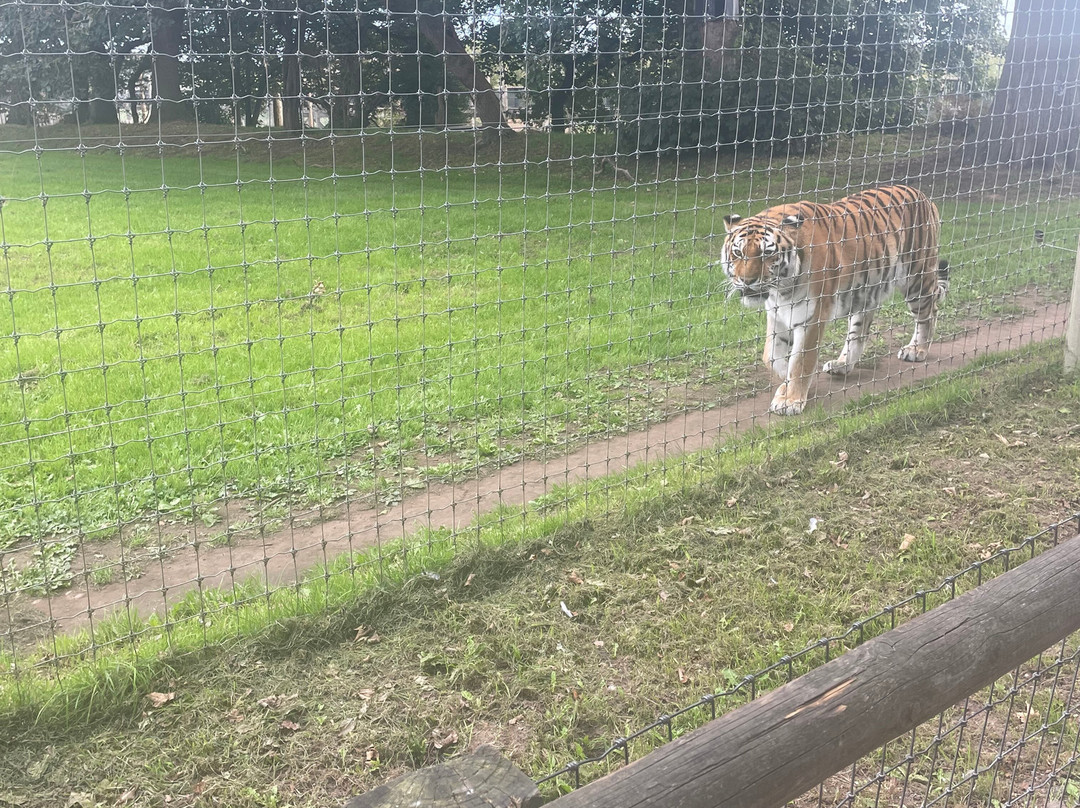 Yorkshire Wildlife Park-Auckley必去景点