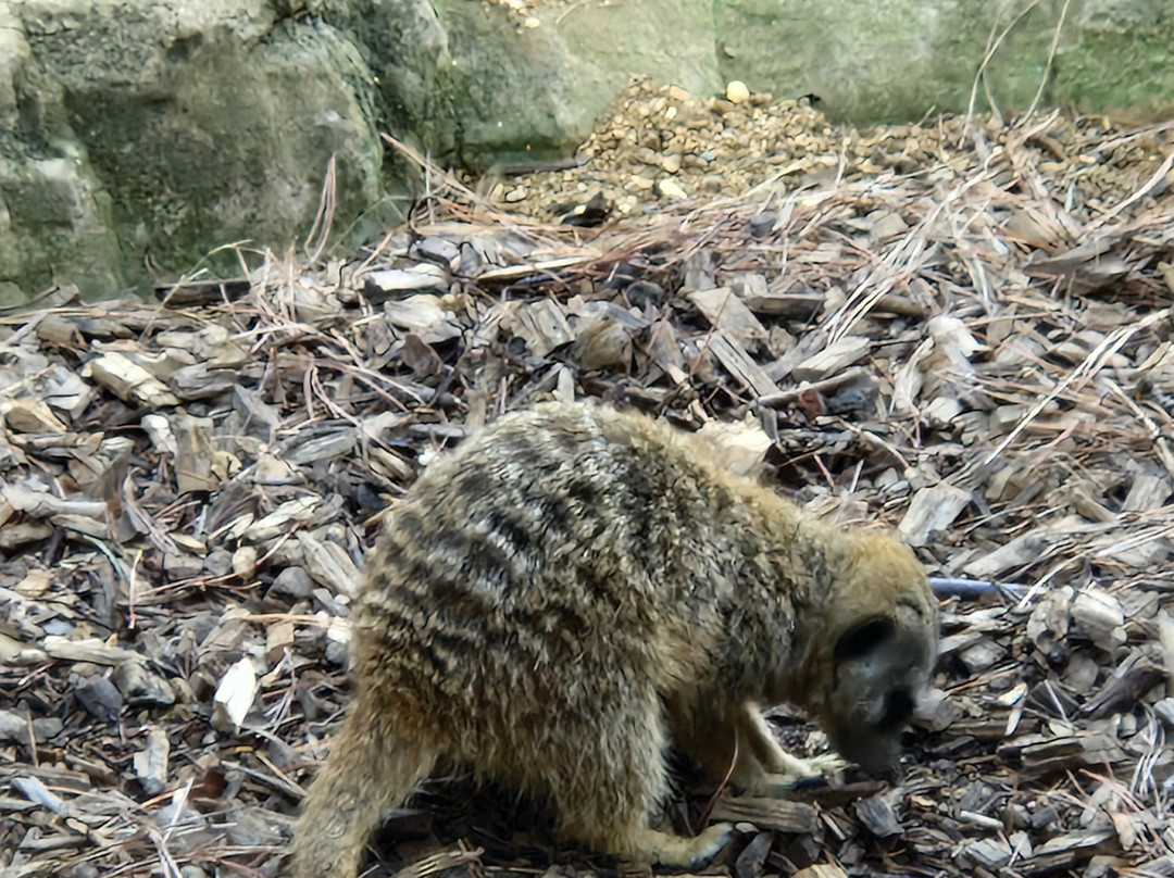 Colchester Zoo-科尔切斯特必去景点