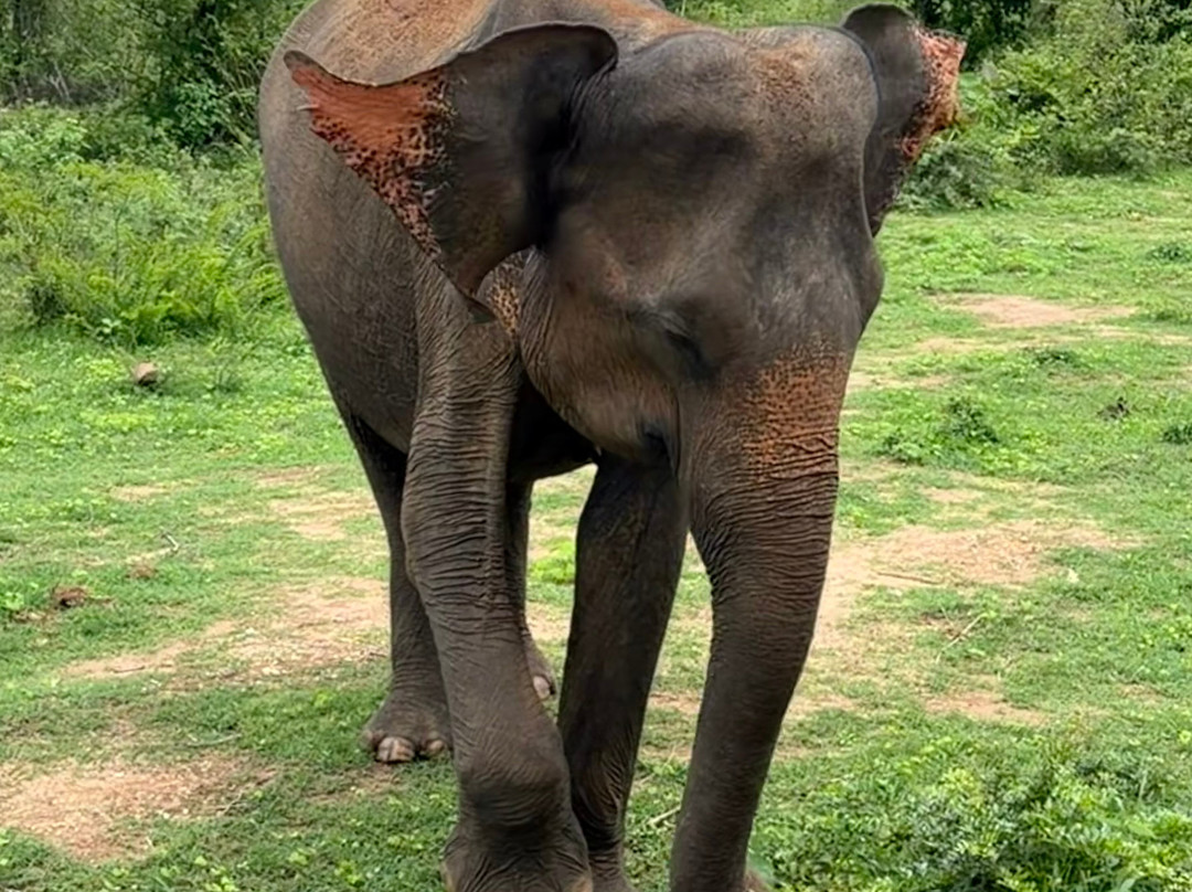 Lanka Tracker - Day Tours-马塔拉必去景点