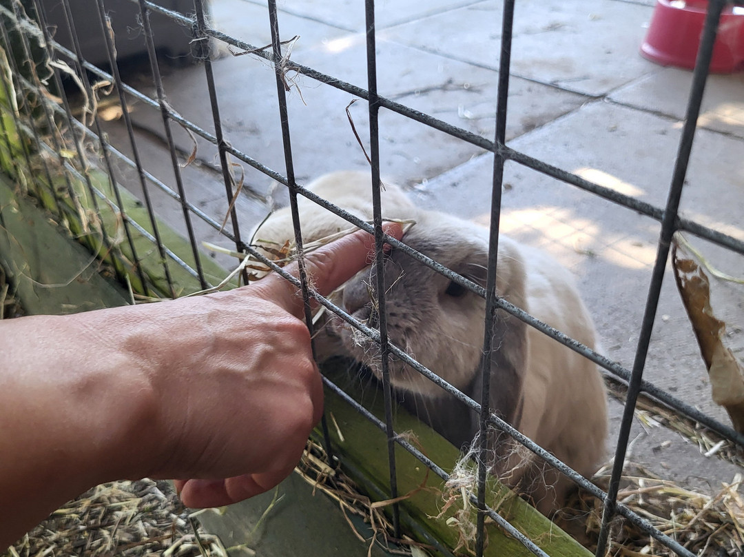 Oasis City Farm - Southampton-南安普敦必去景点