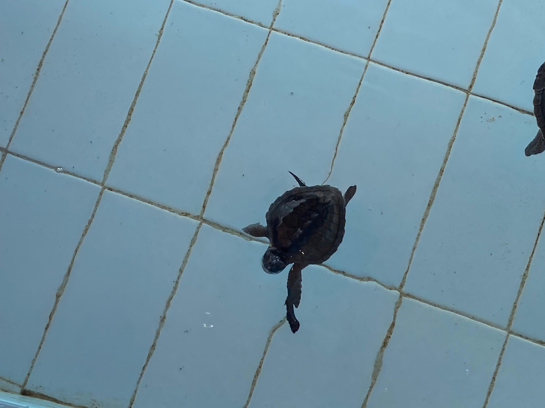 Sea Turtle Village-沙努尔必去景点