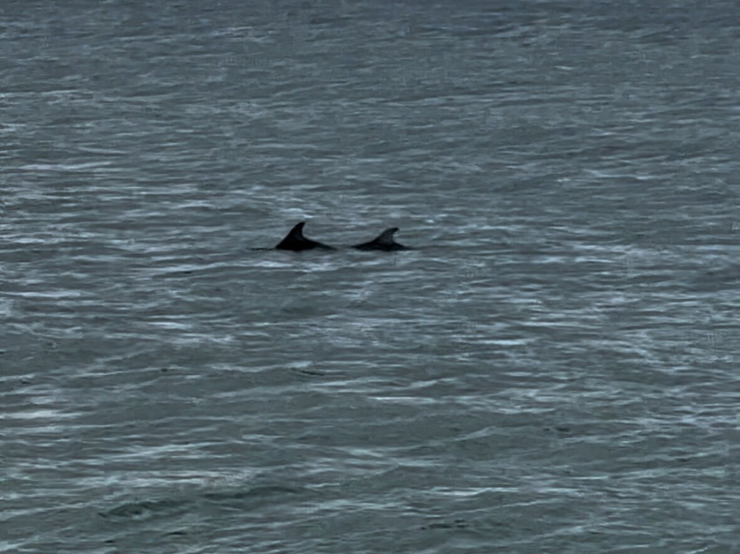 Dolphin Spotting Boat Trips (by New Quay Boat Trips)-纽基必去景点