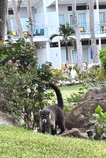 帕尔马海滩度假村和水疗中心里维埃拉玛雅全包-旅行者