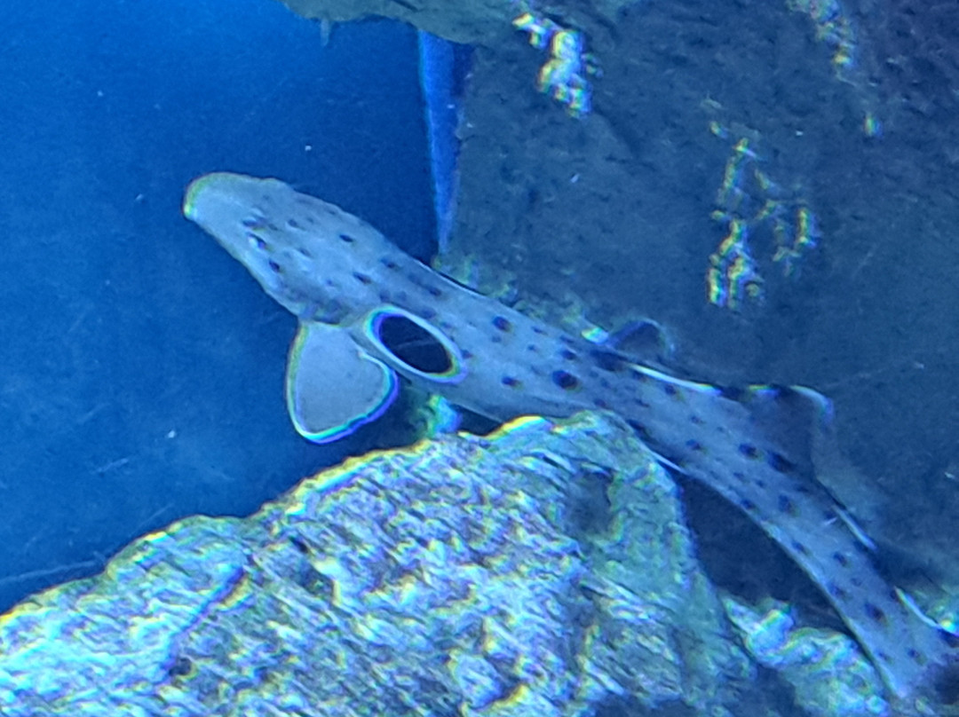 Grand Aquarium-圣马洛必去景点