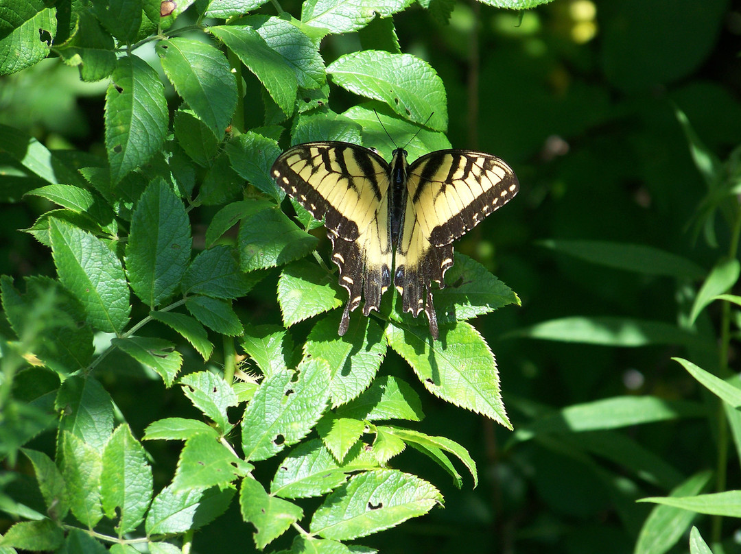 Caley National Wildlife Woods景点图片