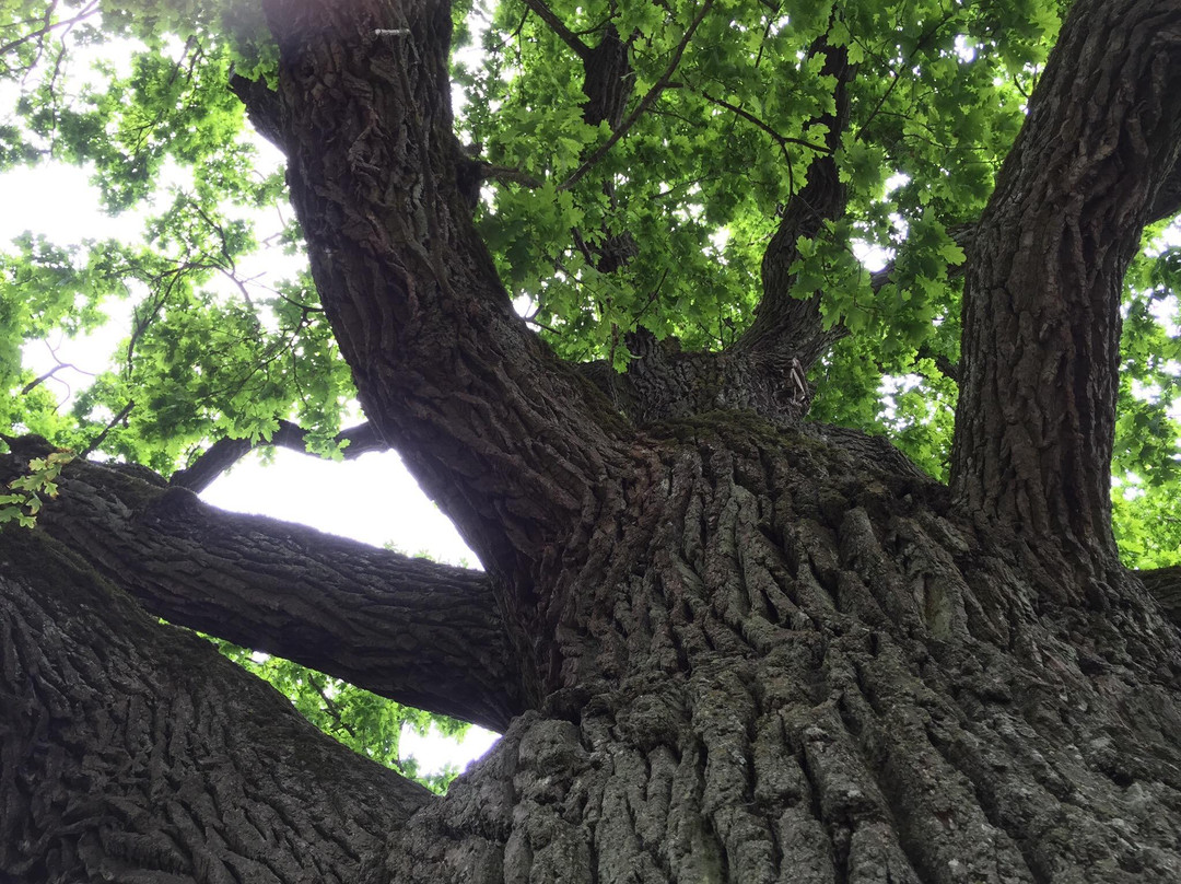 Kauguri Giant Oak景点图片