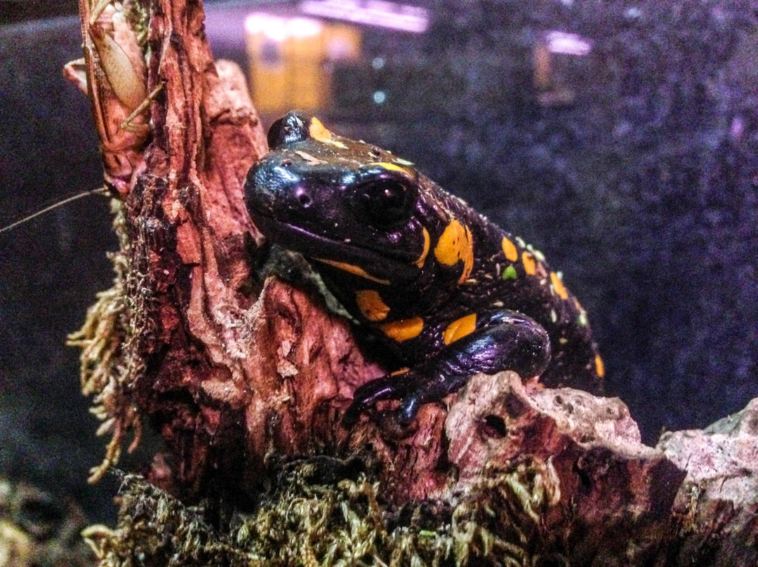 Speleovivarium Erwin Pichl-的里雅斯特必去景点