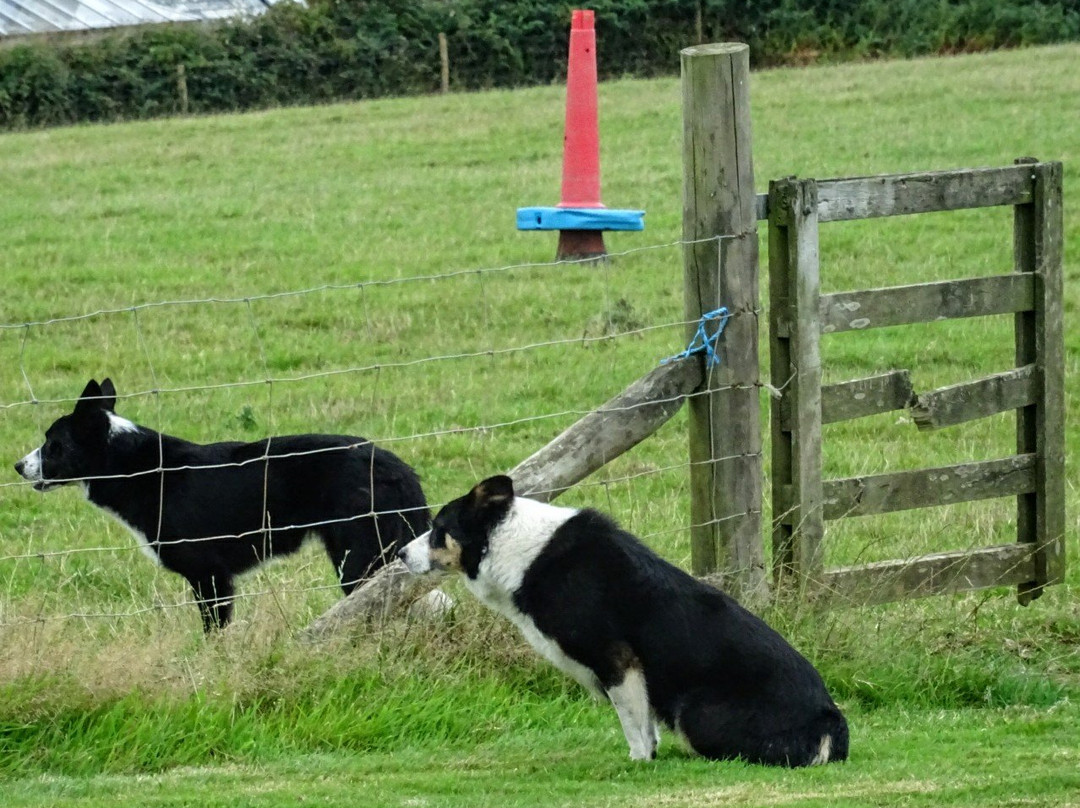 Borough Farm Sheepdog and Falconry Displays景点图片