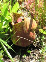 Brendan T. Byrne State Forest-New Lisbon必去景点