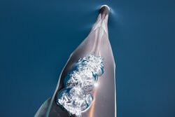 Sealife - Dolphin Watching-拉各斯必去景点
