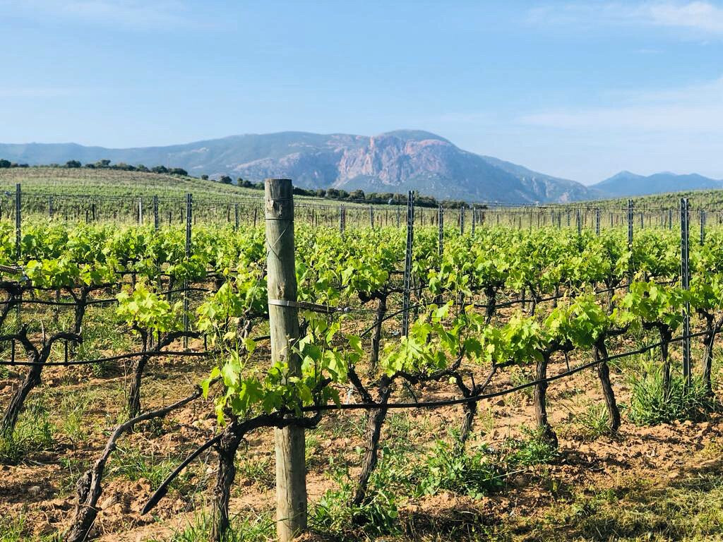 Domaine Comte Peraldi景点图片