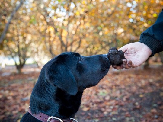 The Truffle & Wine Co.-Manjimup必去景点