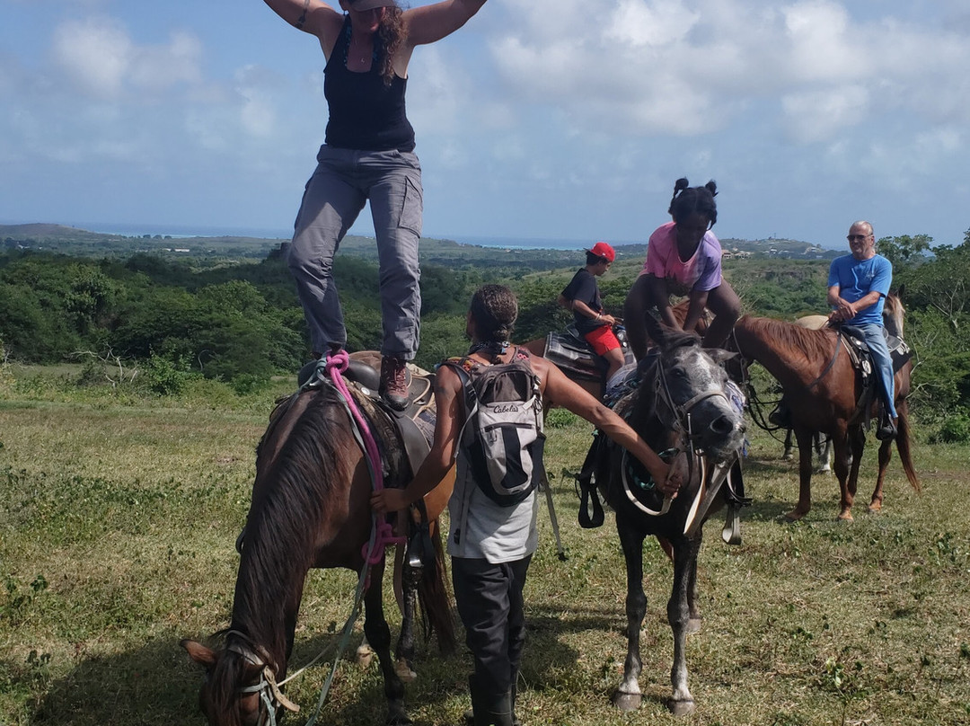 Nick's Scenic Equine Tours-Kingshill必去景点