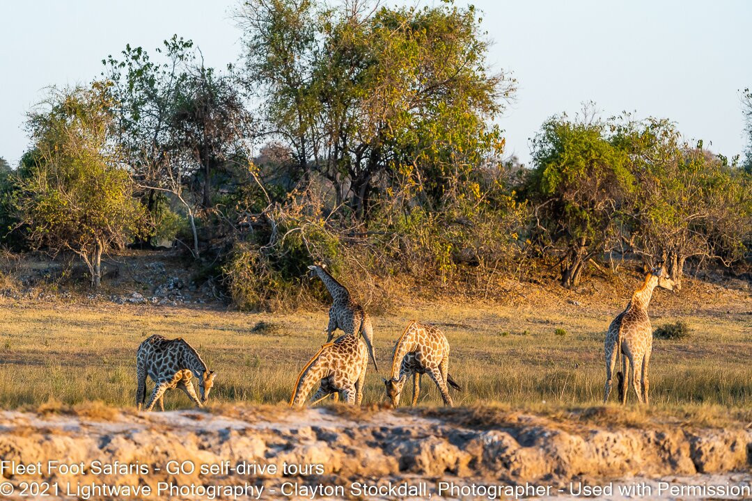 Fleet Foot Safaris-Brenton-on-Sea必去景点