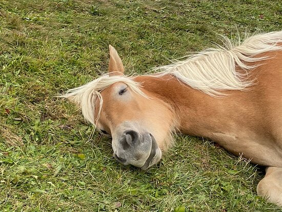 西瑟阿尔姆康帕特思酒店主图