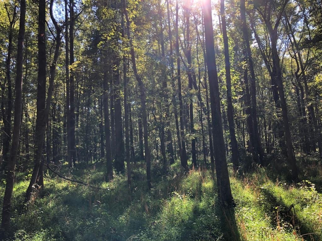 Huntley Meadows Park景点图片