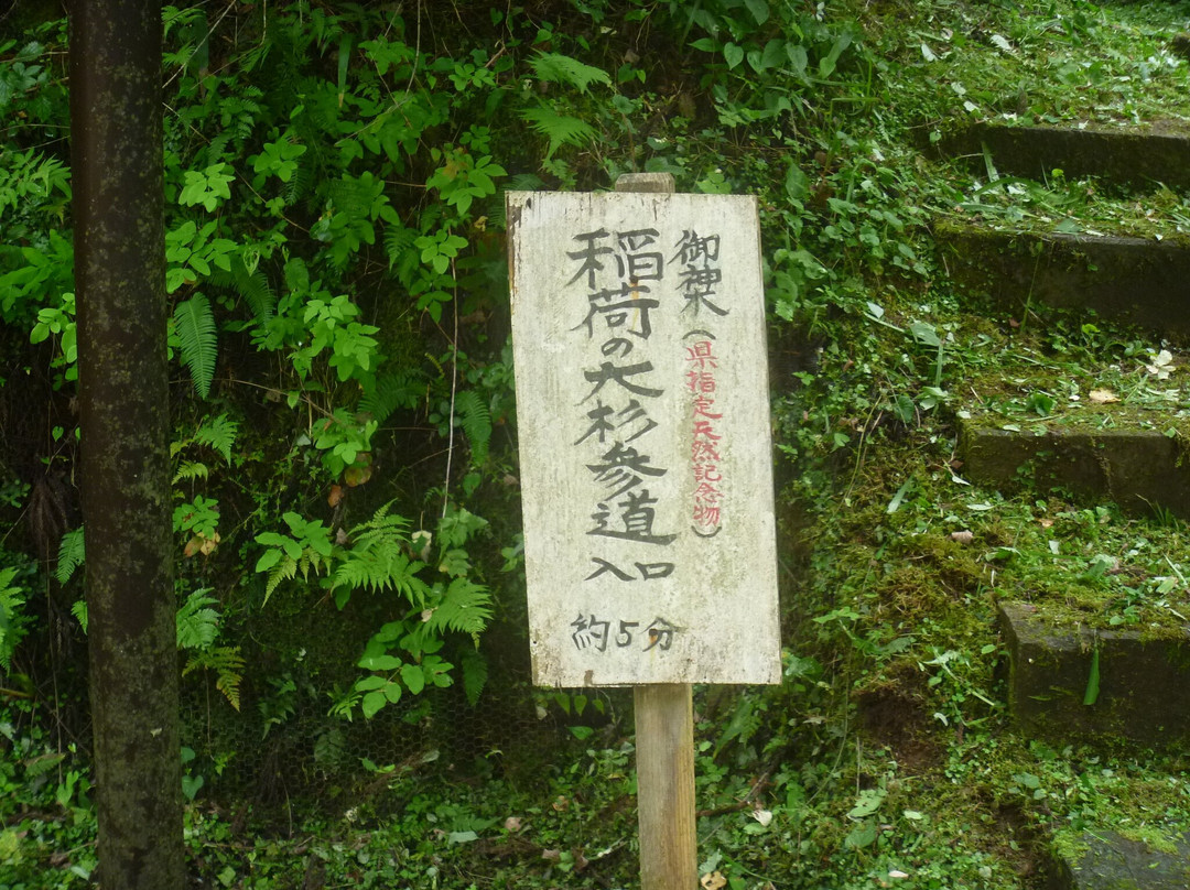 Inari Giant Pine Tree景点图片