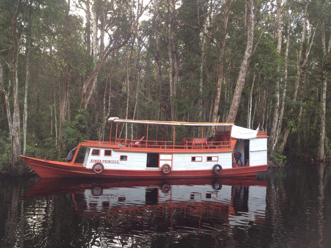 Orangutan Rainforest-Pangkalan Bun必去景点