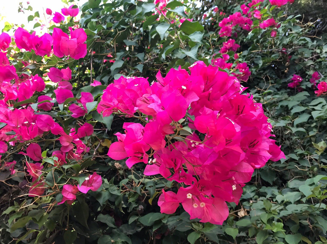 Chinorlet餐馆和美食-El Cortijo