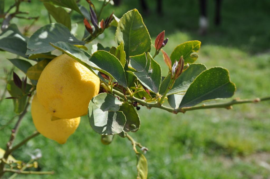 Mamakuna Home Restaurant