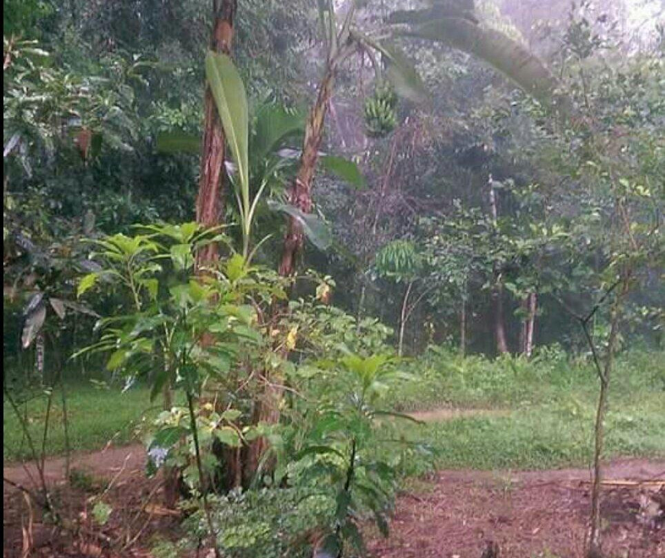 SUMECO (Sumatra Ecoproject)-武吉拉旺必去景点