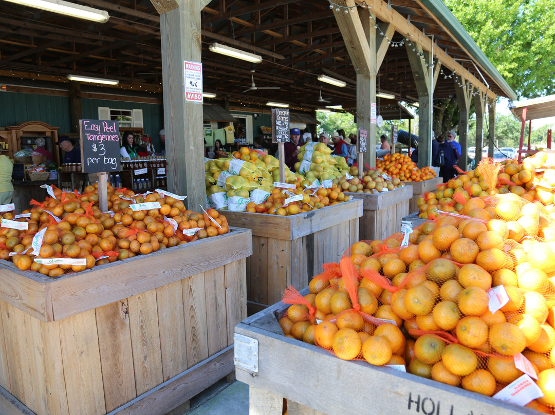 Joshua Citrus-阿卡迪亚必去景点