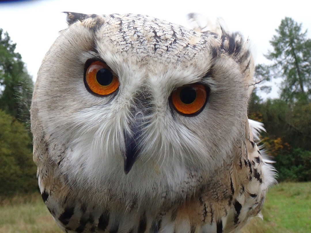 Strathblane旅游景点-Strathblane Falconry