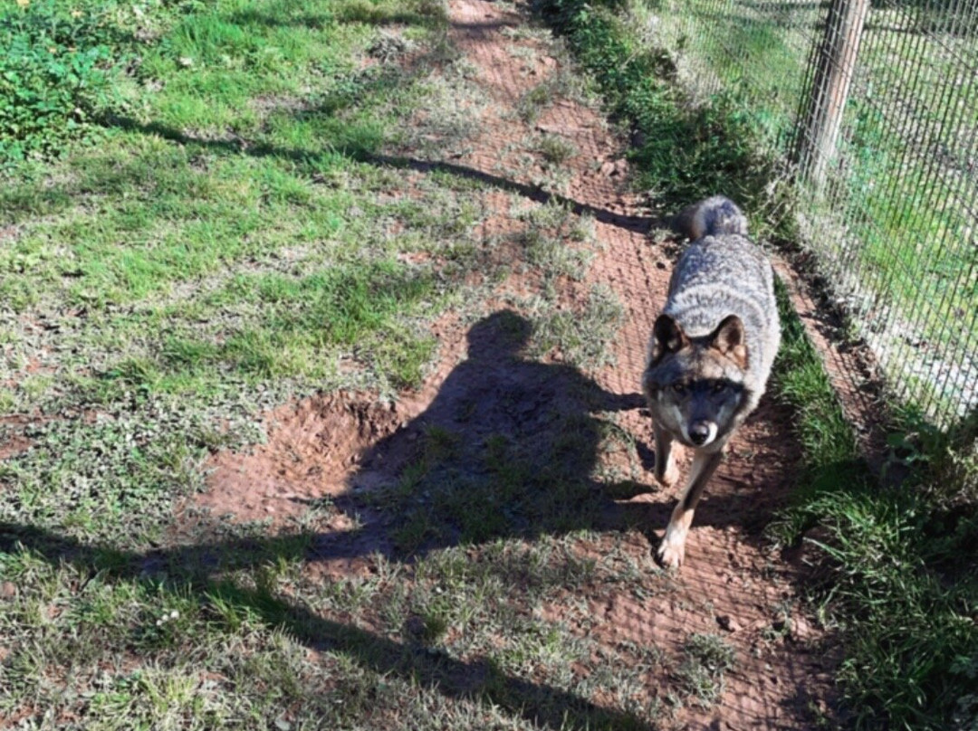 La Casa del Lobo-Belmonte de Miranda必去景点