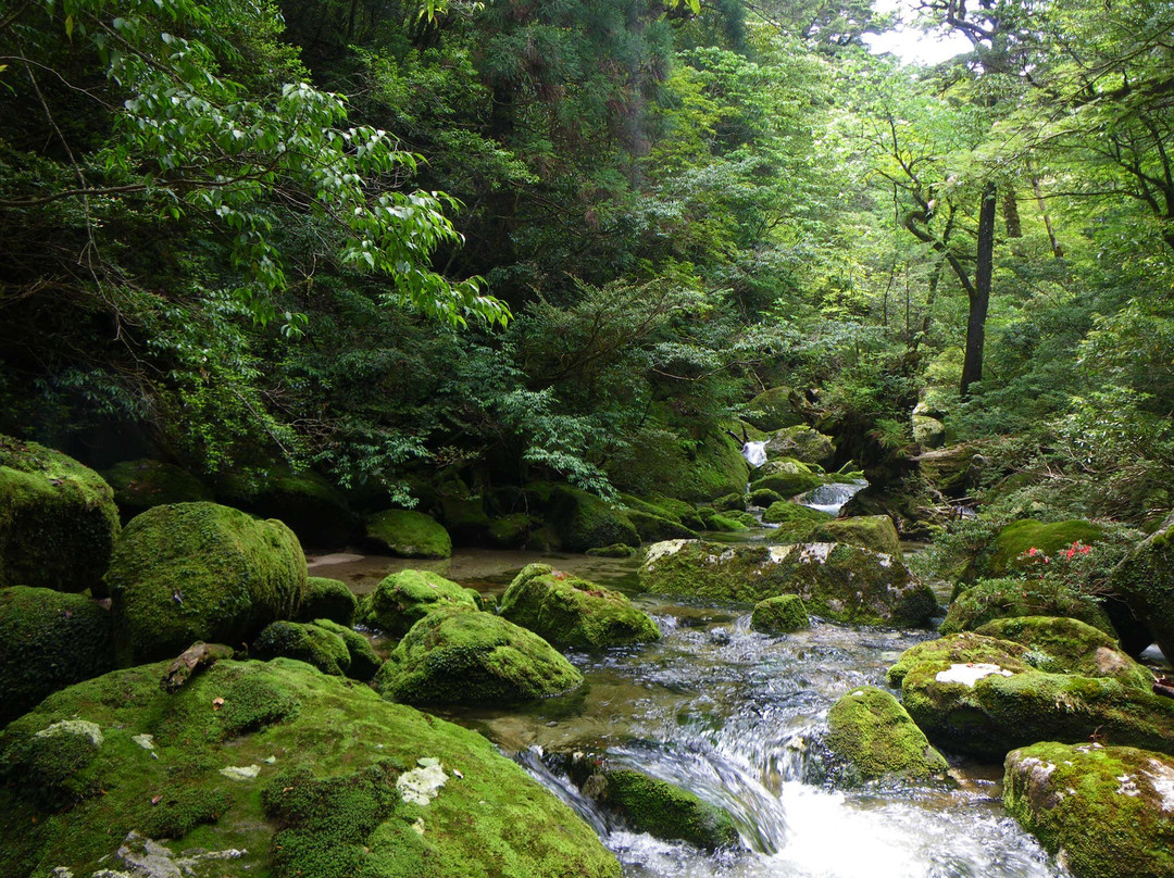 Yakushima National Park景点图片
