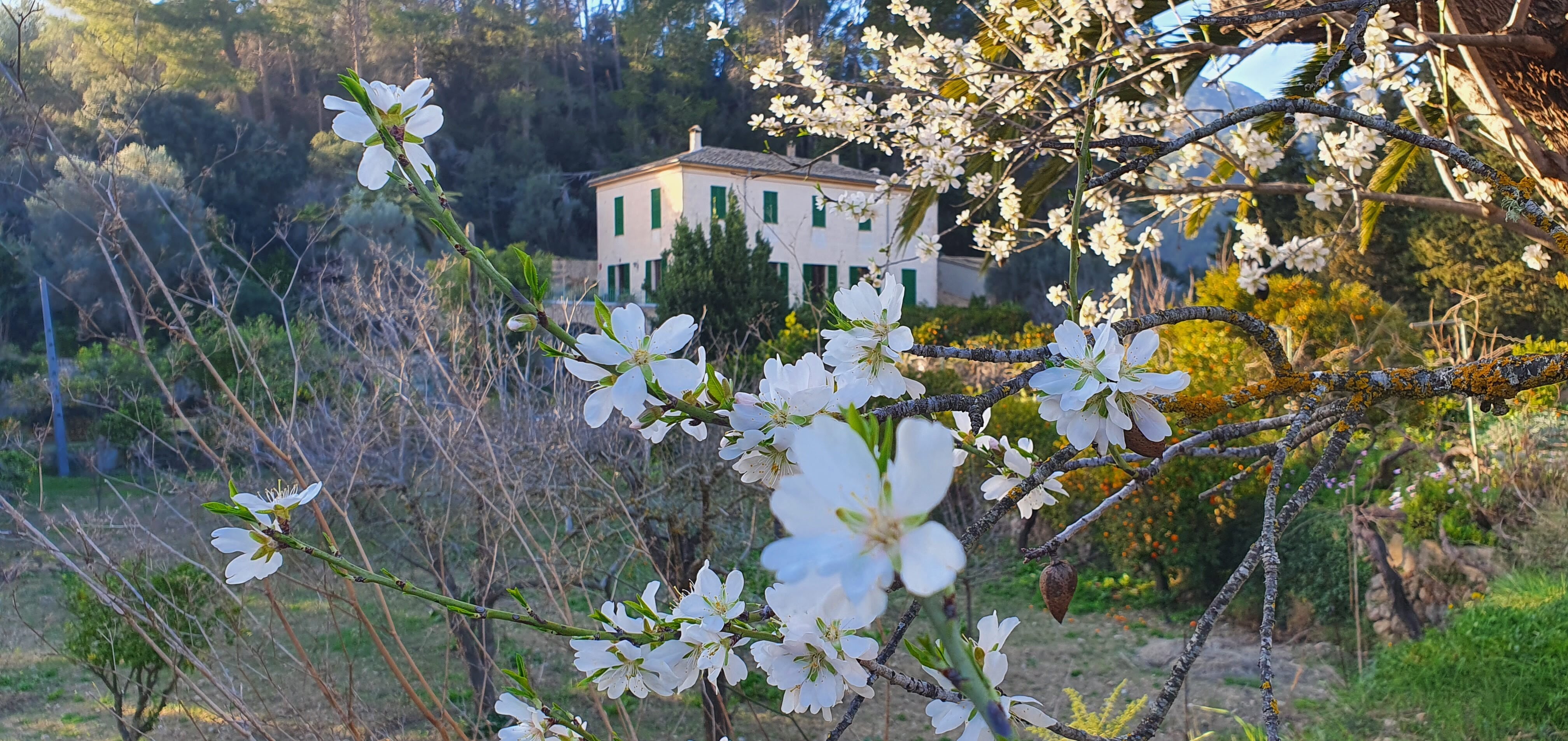 Agroturisme Finca Sa Maniga-官方