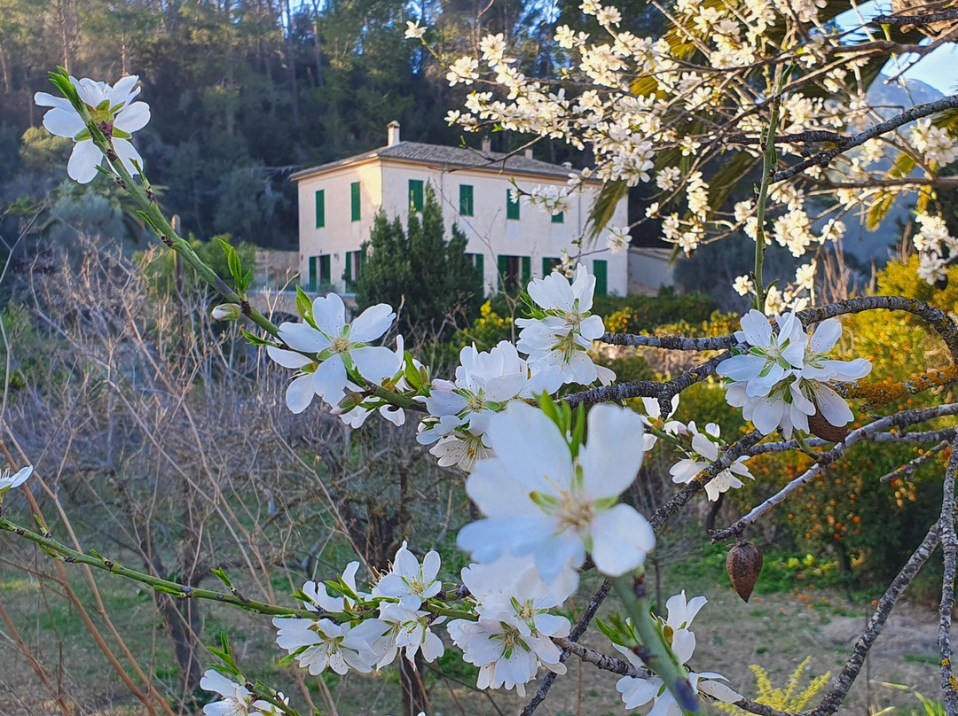 Palmanyola酒店住宿-Agroturisme Finca Sa Maniga