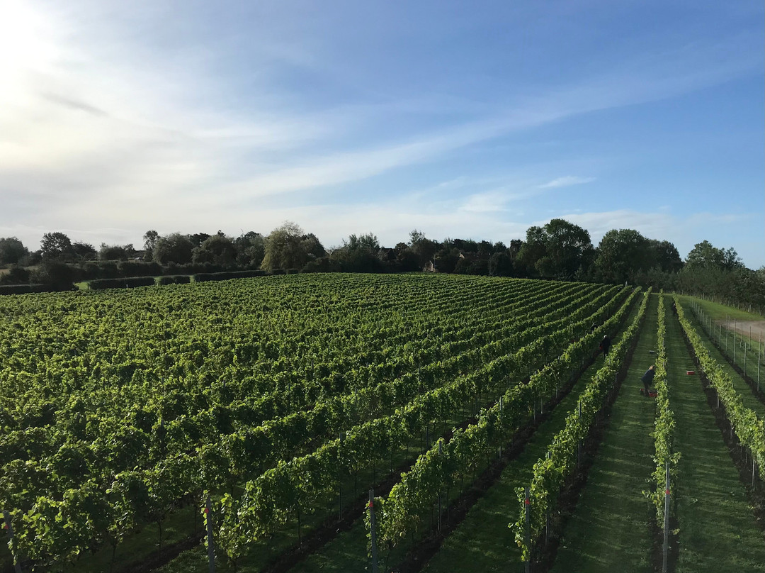 Dunesforde Vineyard-约克必去景点