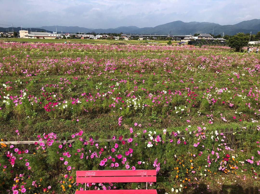 Kyoto Tamba, Kameoka Yumecosmos Garden-龟冈市必去景点
