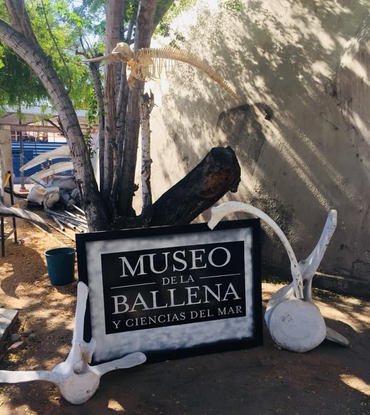 Taller De Osteología Museo De La Ballena景点图片