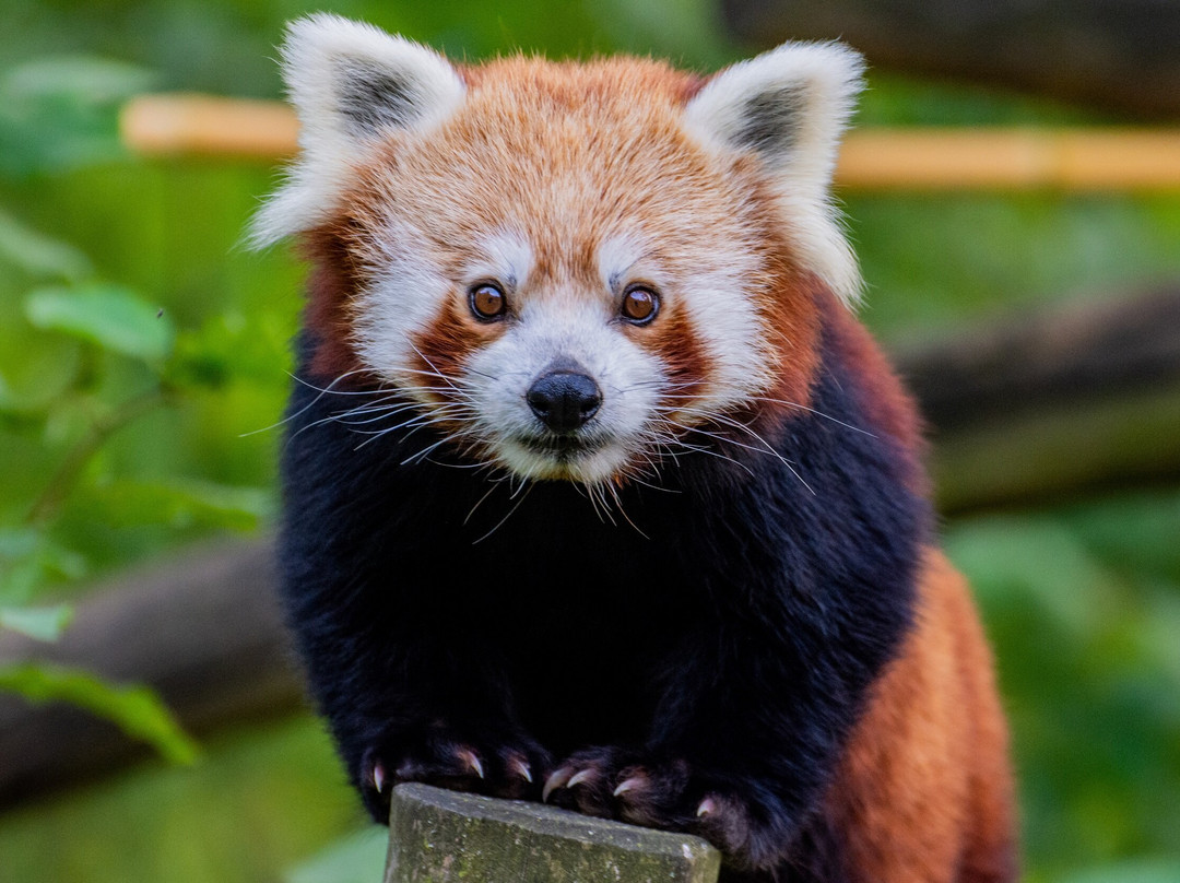 Zoo Dortmund景点图片