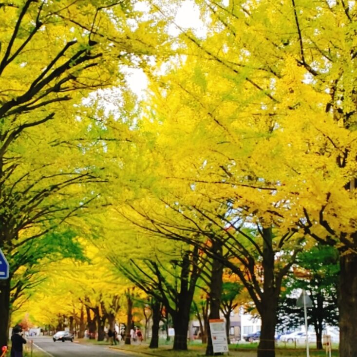Hokkaido University Gingko Trees-札幌市必去景点