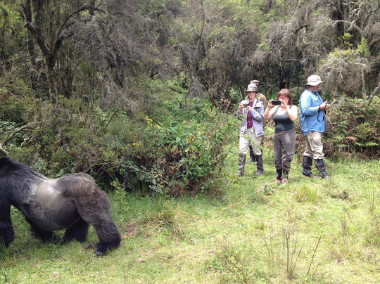 VIRUNGA ECOTOURS-Ruhengeri必去景点